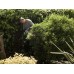 Кусторез Greenworks G40HT61 40V (61 см) аккумуляторный Кусторез Greenworks G40HT61 40V (61 см) аккумуляторный