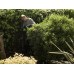 Кусторез Greenworks G40HT61 40V (61 см) аккумуляторный Кусторез Greenworks G40HT61 40V (61 см) аккумуляторный